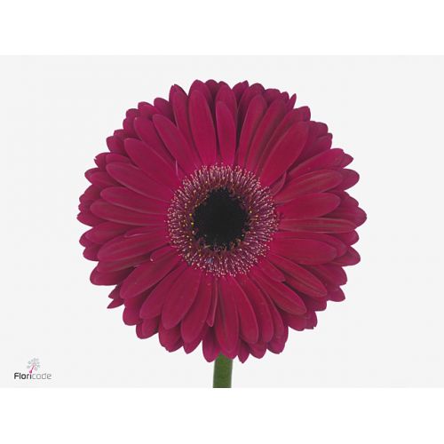 GERBERA GR CLASICO