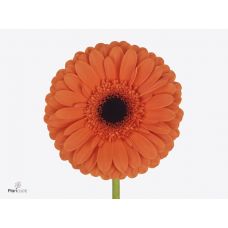 GERBERA GR CONTIGO