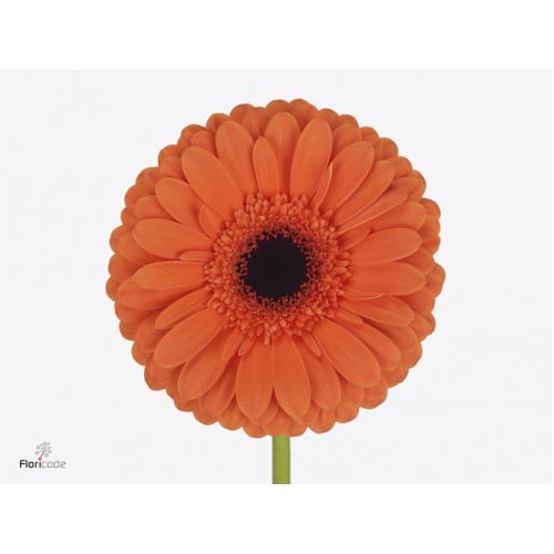 GERBERA GR CONTIGO