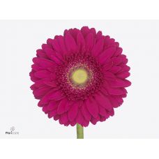 GERBERA GR CRANBERRY