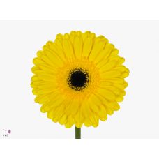 GERBERA GR DON LEO