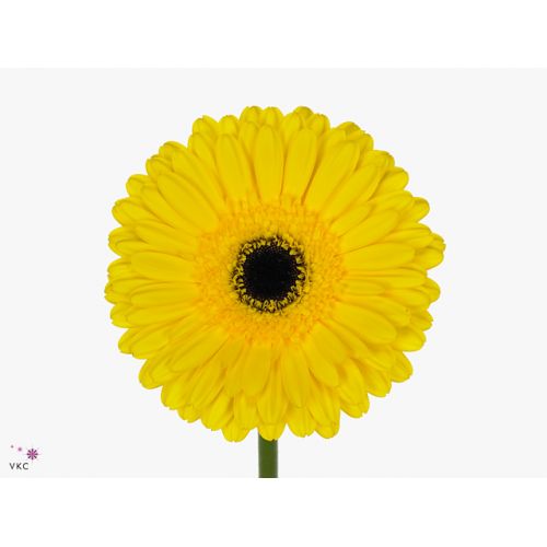 GERBERA GR DON LEO