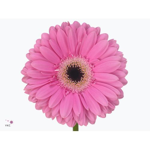 GERBERA GR DREAMER