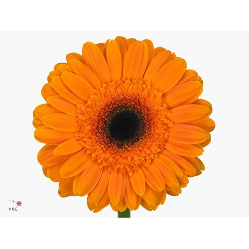 GERBERA GR ERICA
