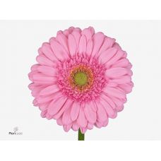 GERBERA GR EVI
