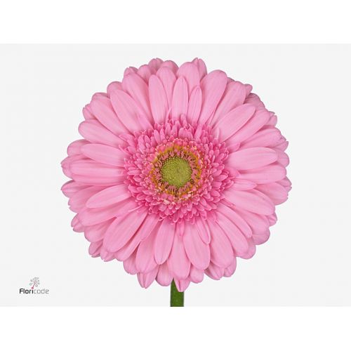 GERBERA GR EVI