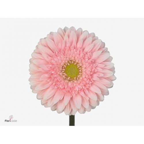 GERBERA GR FEM