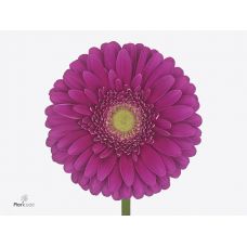 GERBERA GR FLAMENGO