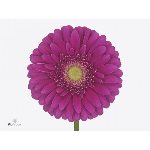 GERBERA GR FLAMENGO