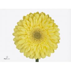 GERBERA GR FULL MOON 