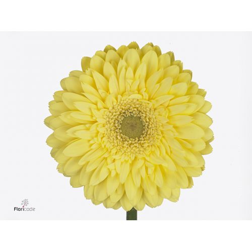 GERBERA GR FULL MOON 