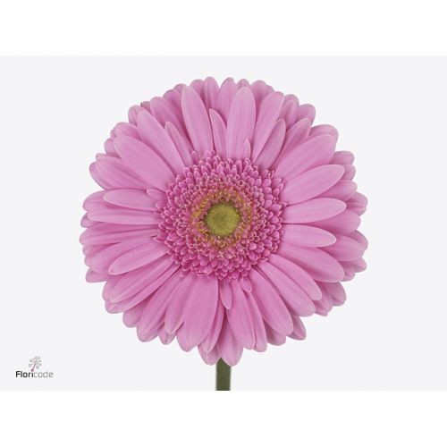 GERBERA GR GLOSSY