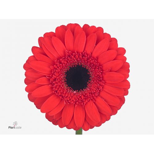 GERBERA GR HAMPTONS