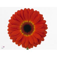 GERBERA GR IMAX