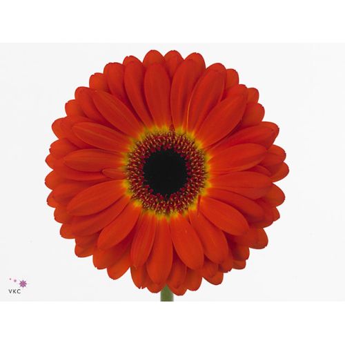 GERBERA GR IMAX