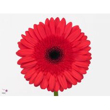 GERBERA GR INTENSE