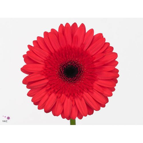 GERBERA GR INTENSE