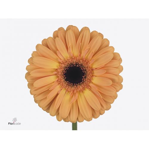 GERBERA GR JETSET