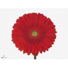 GERBERA GR LA VIDA