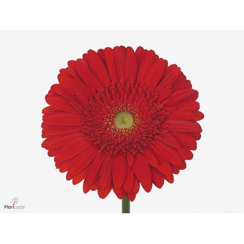 GERBERA GR LA VIDA