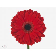 GERBERA GR LADIES FIRST