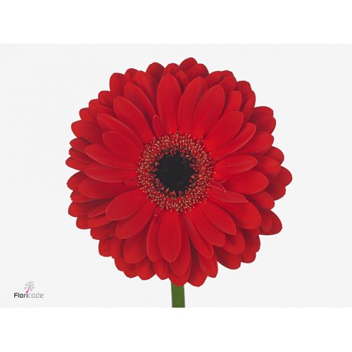 GERBERA GR LADIES FIRST