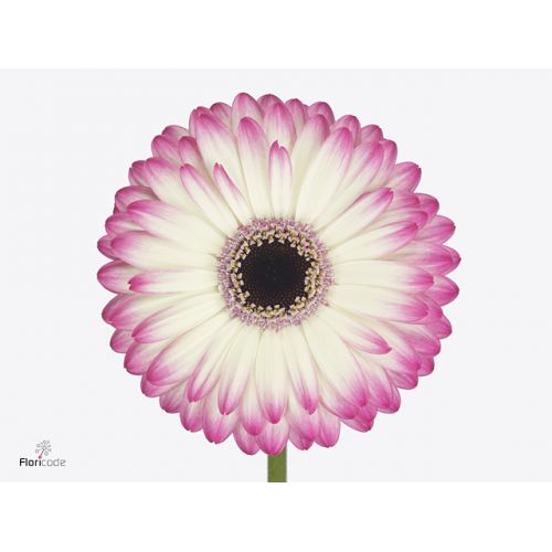 GERBERA GR MANDALA
