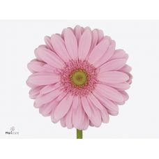 GERBERA GR MELROSE