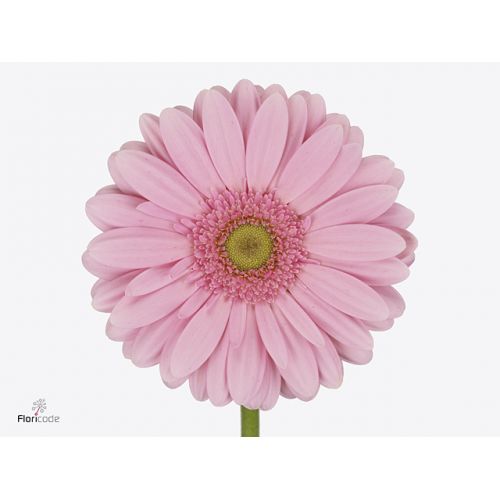 GERBERA GR MELROSE
