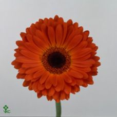 GERBERA GR MISTIQUE