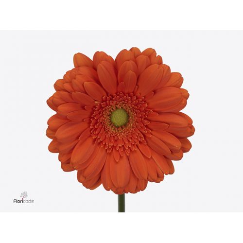 GERBERA GR PEPTALK 