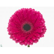 GERBERA GR PICOBELLO