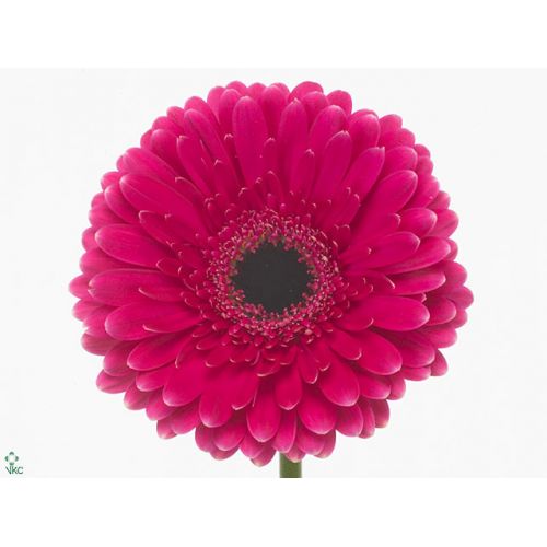 GERBERA GR PICOBELLO