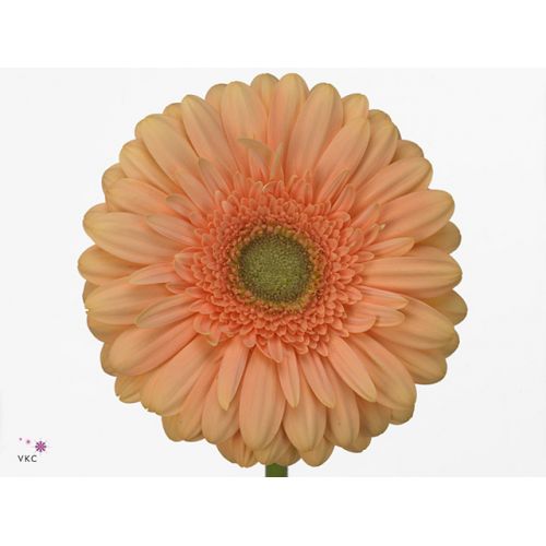 GERBERA GR PRE-EXTASE