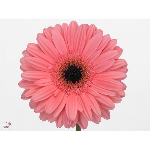 GERBERA GR PRE-INTENZZ
