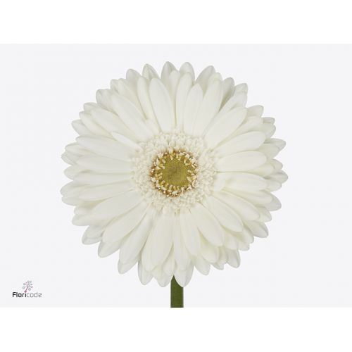 GERBERA GR ROMANCE
