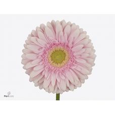 GERBERA GR ROMELLA