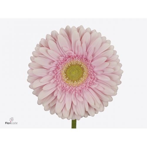 GERBERA GR ROMELLA