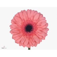 GERBERA GR SCALA