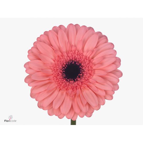 GERBERA GR SCALA