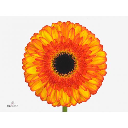 GERBERA GR SPOTLIGHT