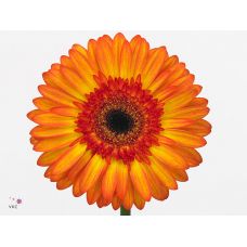 GERBERA GR SUNSPOT 