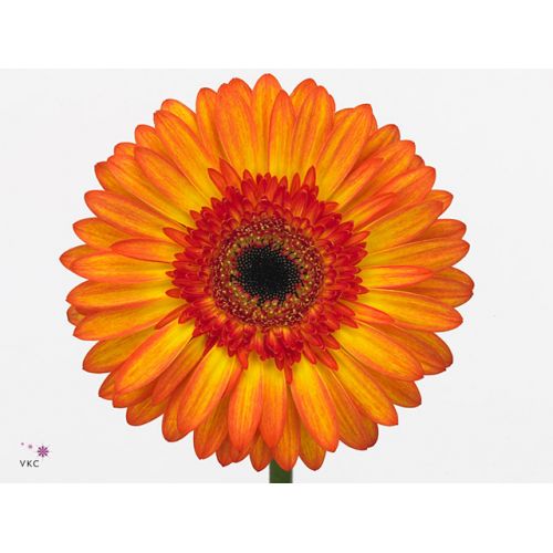 GERBERA GR SUNSPOT 