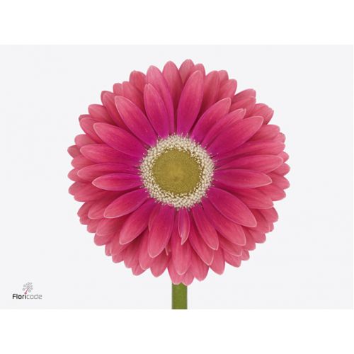 GERBERA GR UNIQUE