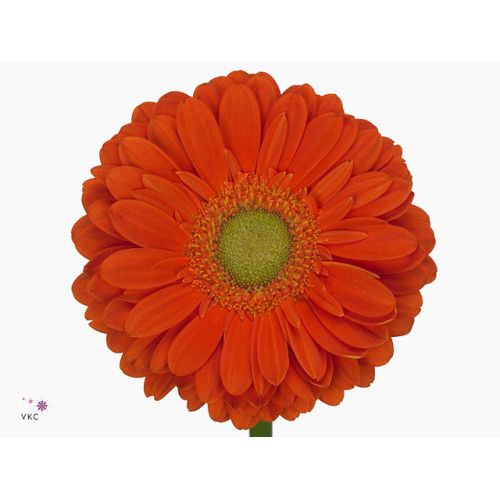 GERBERA GR ZODIAC
