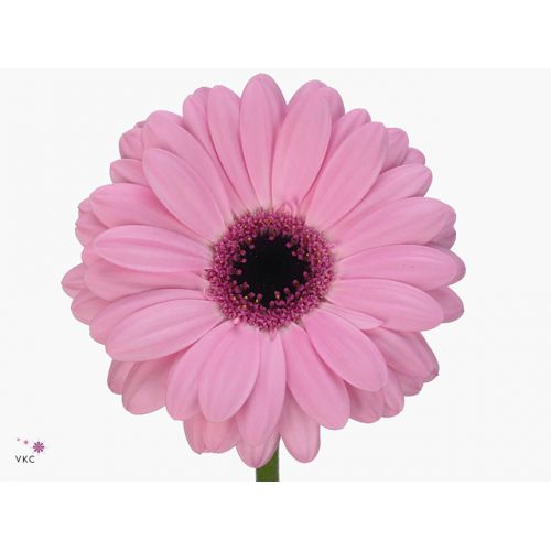 GERBERA GR ABRAXAS 