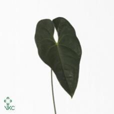 Anthurium Leaf Gabrielle