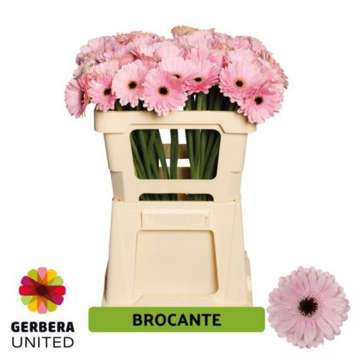 GERBERA MINI BROCANTE 