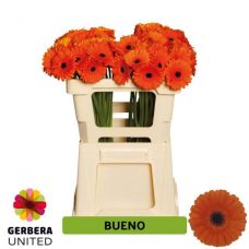 GERBERA MINI BUENO