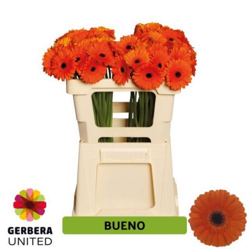 GERBERA MINI BUENO